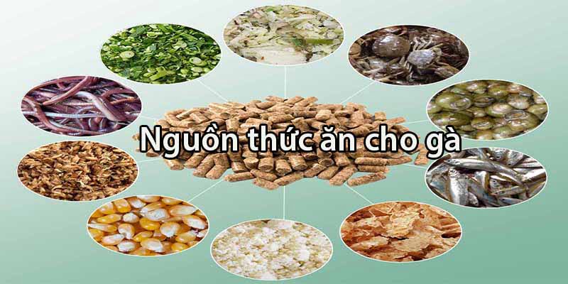 3 điều cần lưu ý khi trộn ngũ cốc cho gà đá