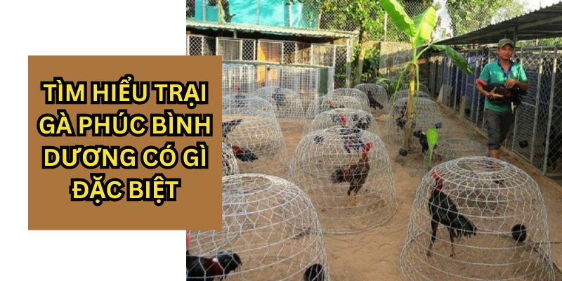 Giới thiệu sơ lược về trại gà Phúc Bình Dương